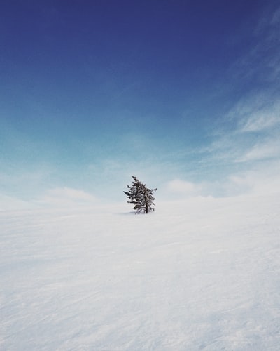 白天雪地上的树